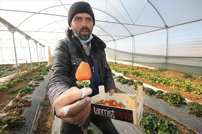 Konya'da devlet desteğiyle kurduğu serada yetiştirdiği çilekler, Maldivler'e kadar gönderiliyor