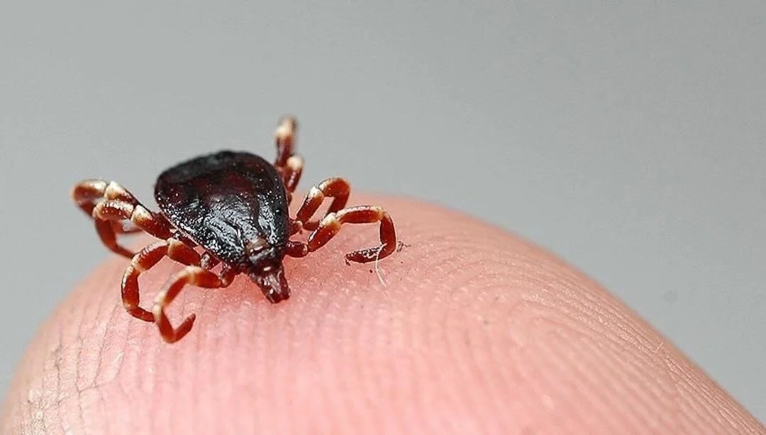 Konya’da kene yapışan 3 kişi hastanelik oldu