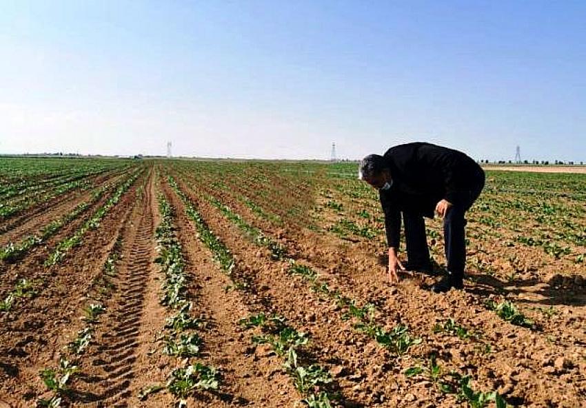 Konya Şeker'den üreticiye 28 milyona yakın motorin avansı!