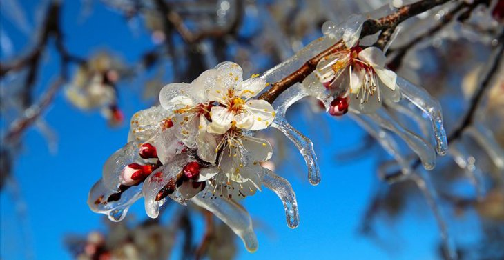 Konya Valiliğinden zirai don  uyarı