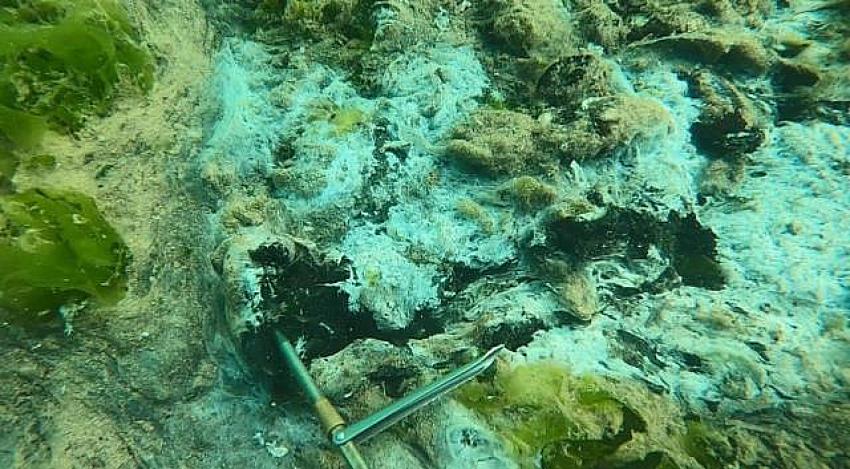 Marmara'yı esir alan deniz salyası çürümeye başladı, deniz canlıları ölüyor