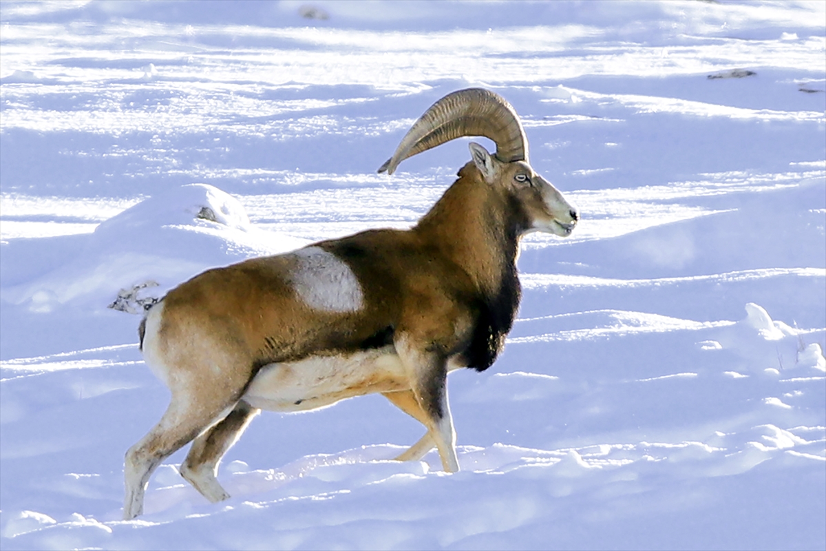 "Anadolu cerenleri" Konya'daki yaşam alanlarında hassasiyetle korunuyor
