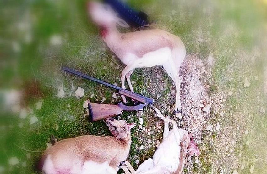 Şanlıurfa'da 3 Ceylanı Öldüren 4 Kişi Suçüstü Yakalandı