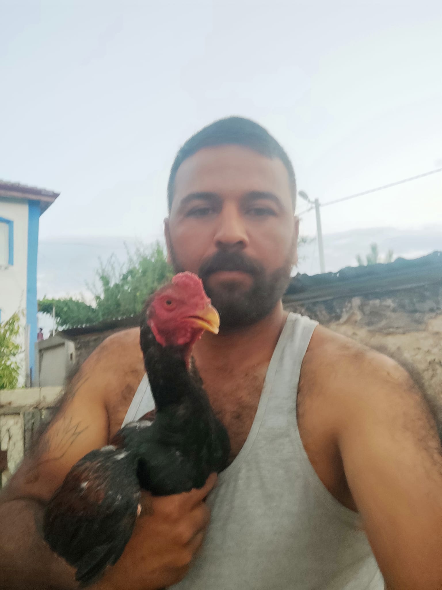 Seydişehir de 60 bin TL değerindeki  Horozları çaldılar.