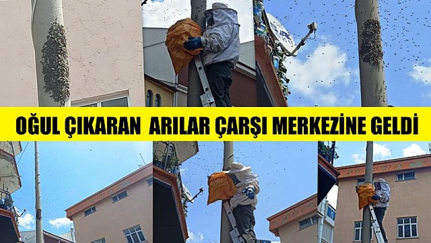 Seydişehir de Yolunu şaşıran arılar soluğu Çarşı Merkezinde aldılar