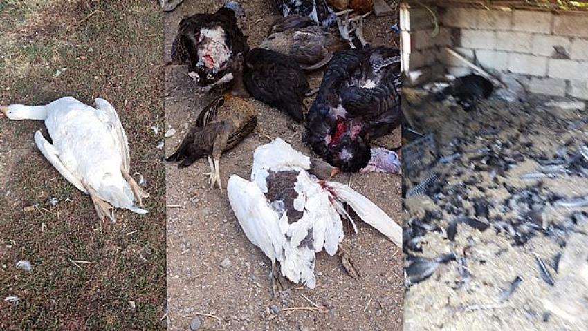 SEYDİŞEHİRDE SOKAK KÖPEKLERİ 30 KÜMES  HAYVANINI  TELEF ETTİ