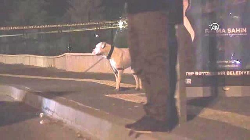 Silahlı saldırıda ölen kişinin köpeği olay yerinden ayrılmadı