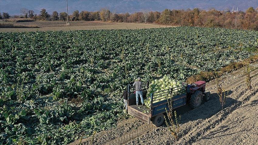 Tarlada ve halde kalan ürün dijital ortamda pazarlanacak