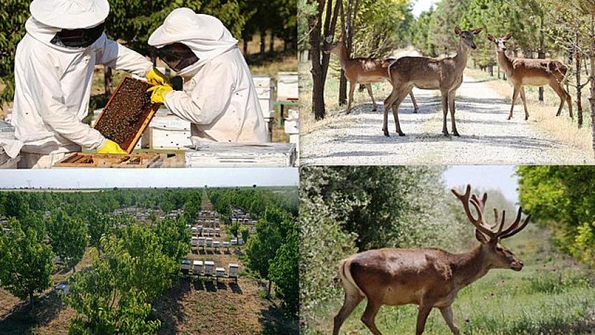 TORKU Ormanları ekosistemi canlandırıyor