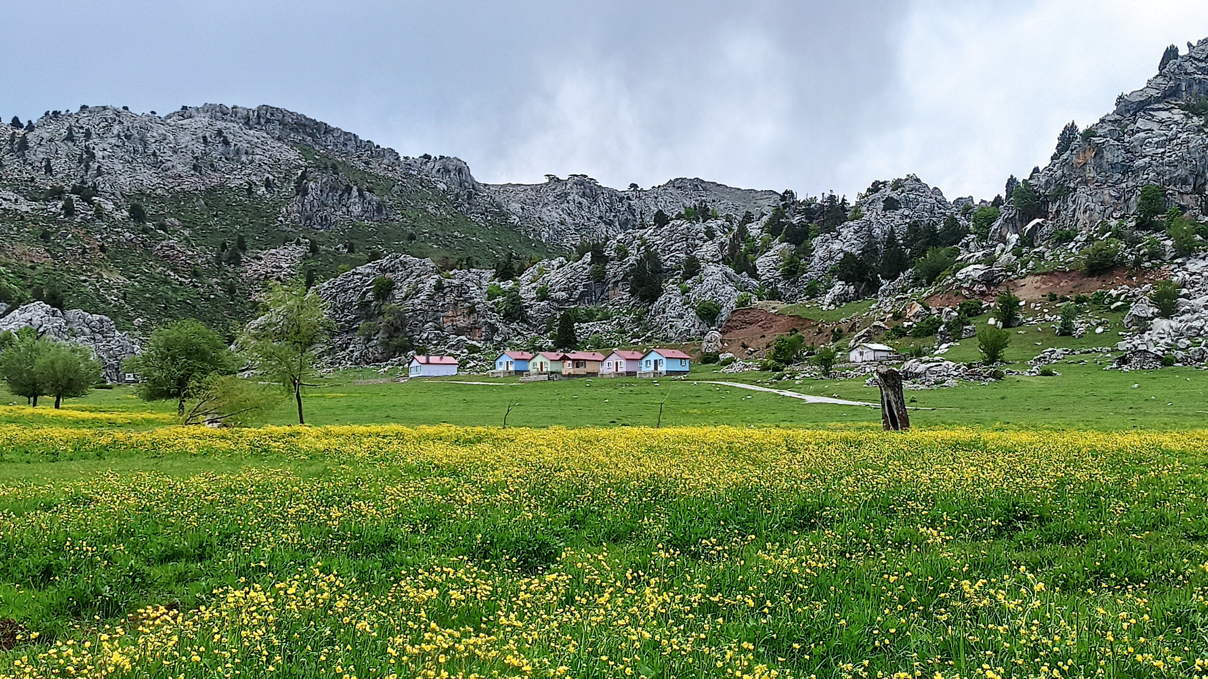 Toroslarda Yemyeşil yaylalar düğün çiçekleriyle sarıya boyandı FOTOHABER