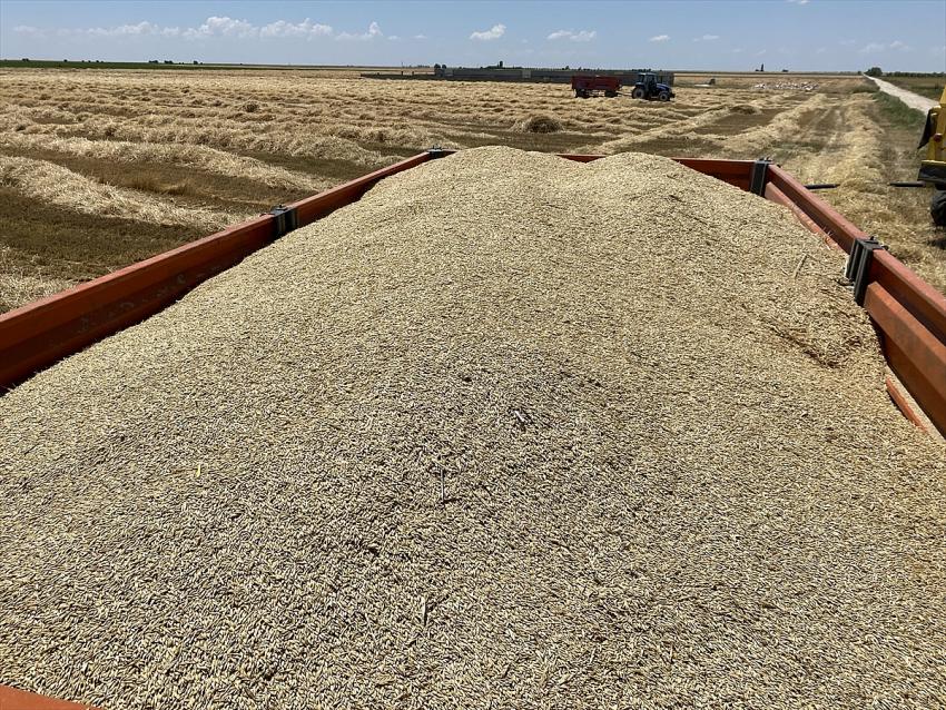 Tuz Gölü havzasında buğday ve arpa hasadı başladı