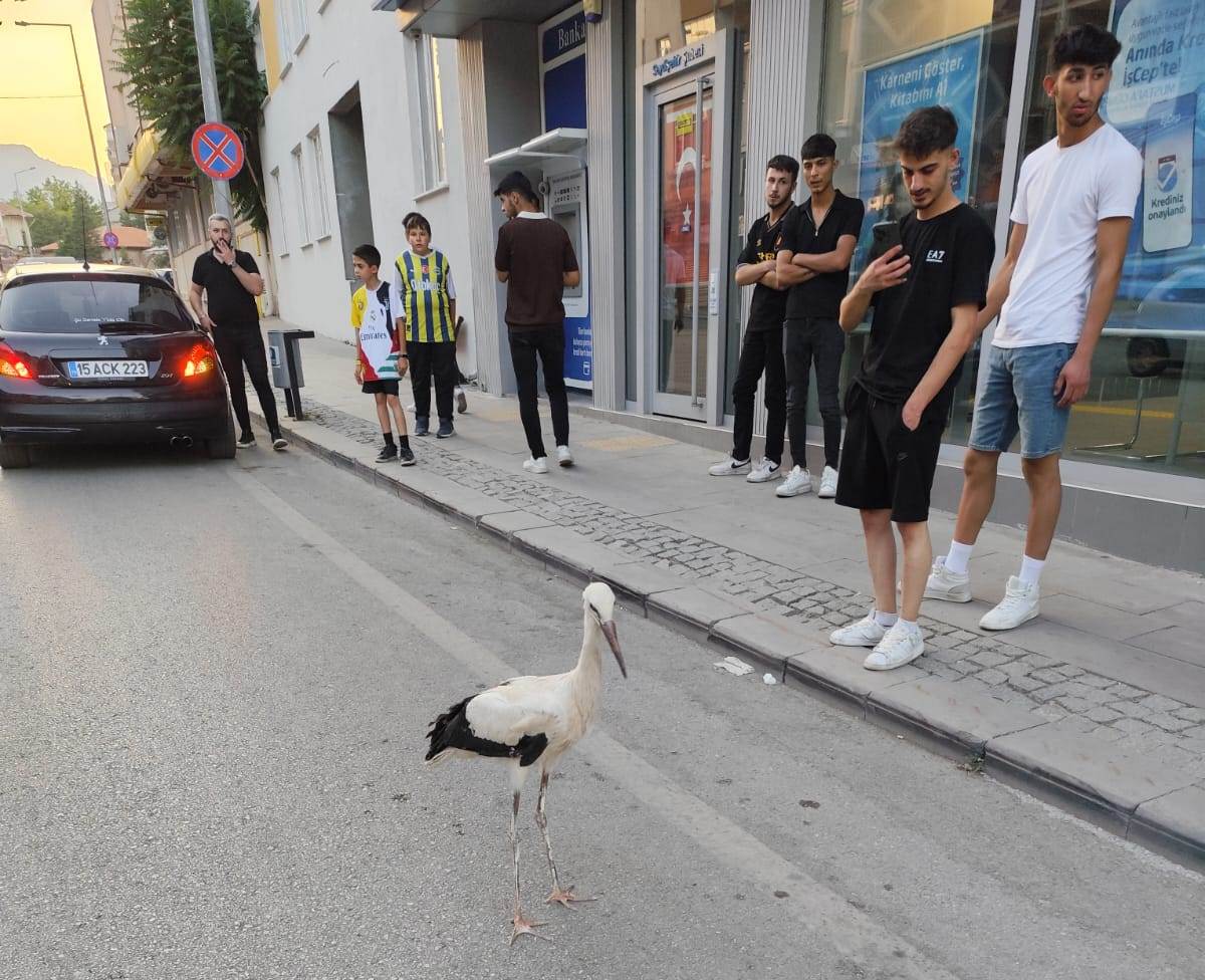 Seydişehir'de Sıcaktan Bunalan Leylek Caddeye İndi! Trafik Polisleri İmdadına Yetişti - Görsel 1