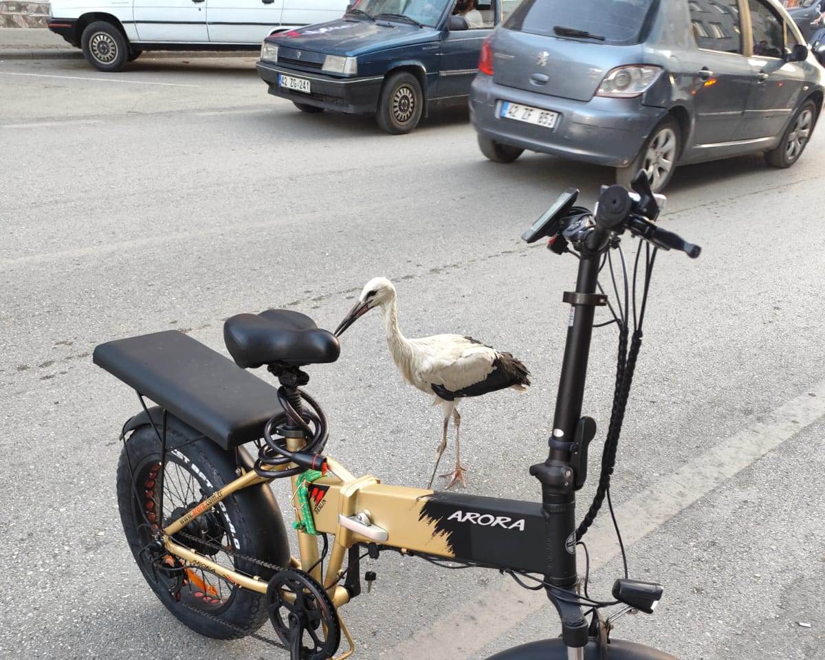 Seydişehir'de Sıcaktan Bunalan Leylek Caddeye İndi! Trafik Polisleri İmdadına Yetişti - Görsel 4