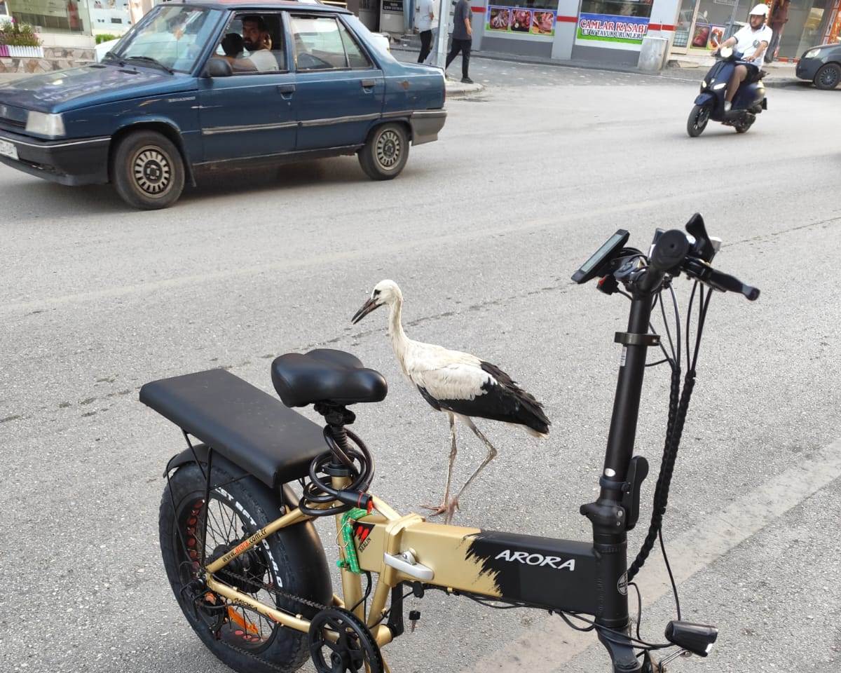 Seydişehir'de Sıcaktan Bunalan Leylek Caddeye İndi! Trafik Polisleri İmdadına Yetişti - Görsel 6