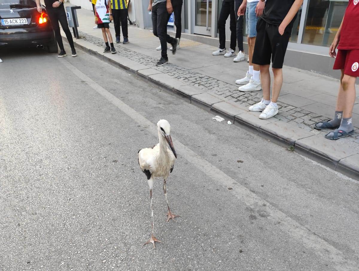Seydişehir'de Sıcaktan Bunalan Leylek Caddeye İndi! Trafik Polisleri İmdadına Yetişti - Görsel 8