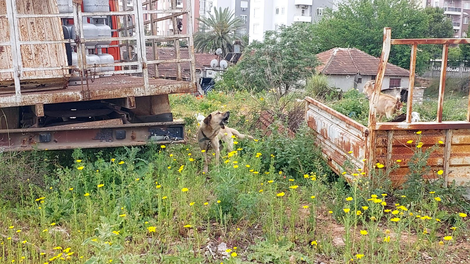 Aracıyla hayvana çarpıp kaçmanın cezası 10 bin 385 TL - Görsel 1