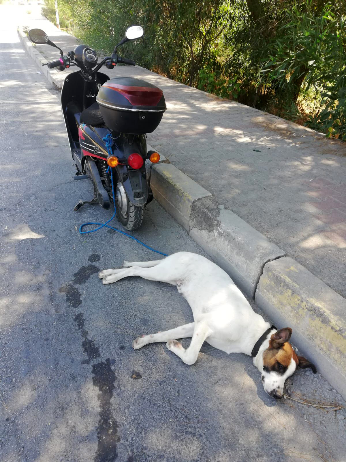 Aracıyla hayvana çarpıp kaçmanın cezası 10 bin 385 TL - Görsel 2