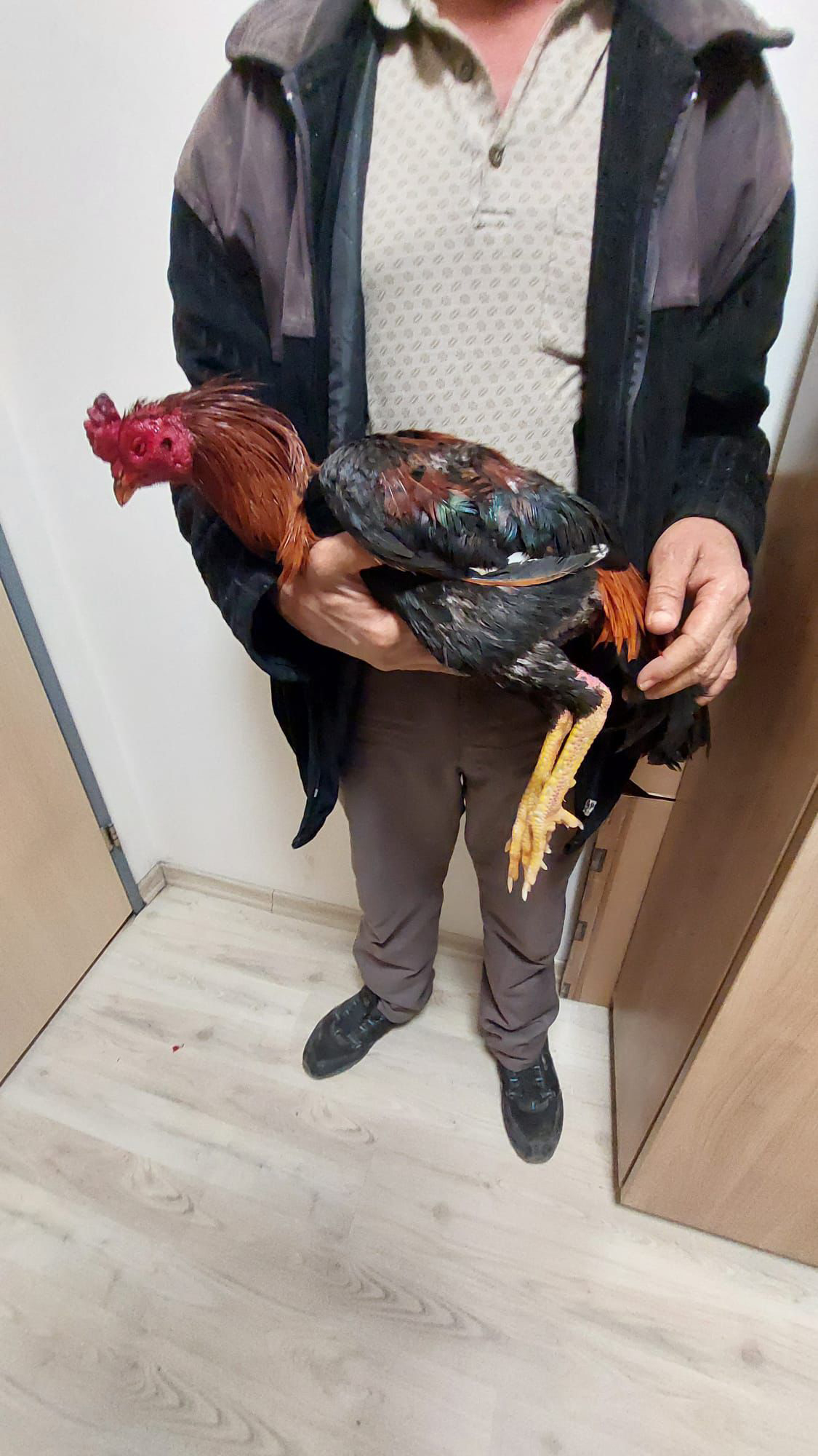 Aracıyla hayvana çarpıp kaçmanın cezası 10 bin 385 TL - Görsel 3