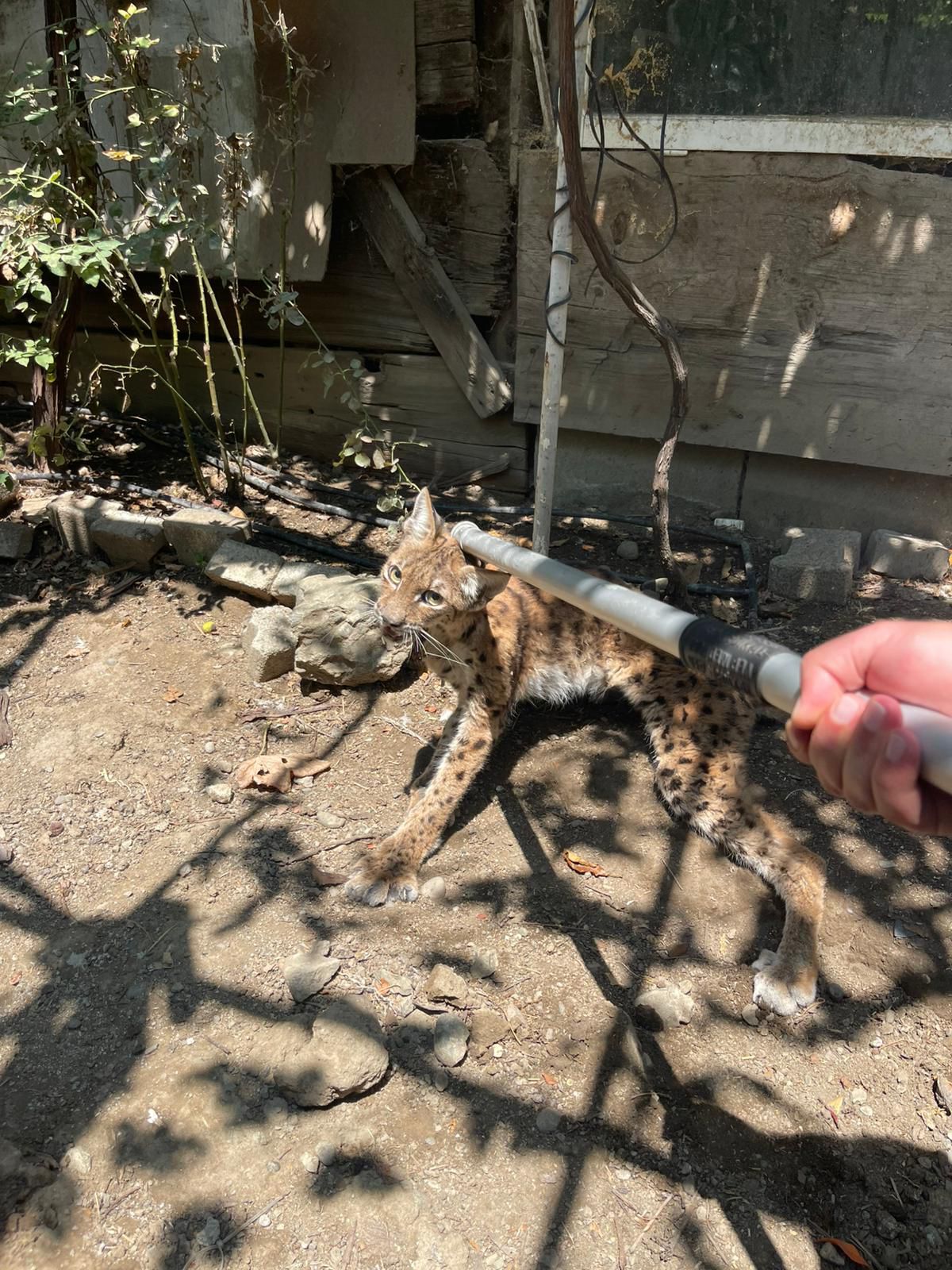 Çorumda Tavuk kümesine giren vaşak itfaiye ekiplerince yakalandı - Görsel 1