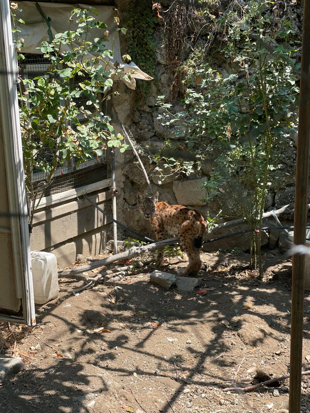 Çorumda Tavuk kümesine giren vaşak itfaiye ekiplerince yakalandı - Görsel 2