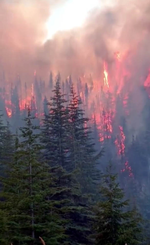 Kahramanmaraş'ta Arıları sakinleştirmek isterken 80 hektar ormanı yaktı - Görsel 1
