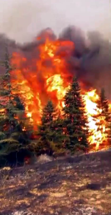 Kahramanmaraş'ta Arıları sakinleştirmek isterken 80 hektar ormanı yaktı - Görsel 6