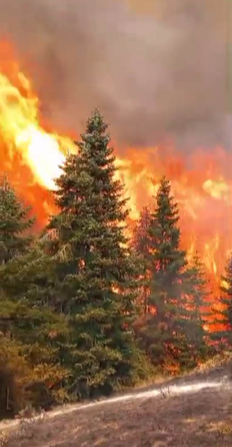 Kahramanmaraş'ta Arıları sakinleştirmek isterken 80 hektar ormanı yaktı - Görsel 7