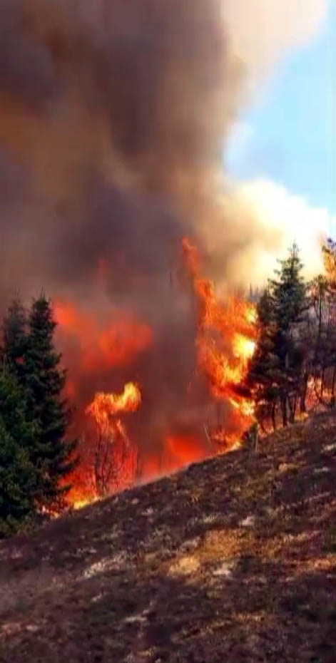 Kahramanmaraş'ta Arıları sakinleştirmek isterken 80 hektar ormanı yaktı - Görsel 8