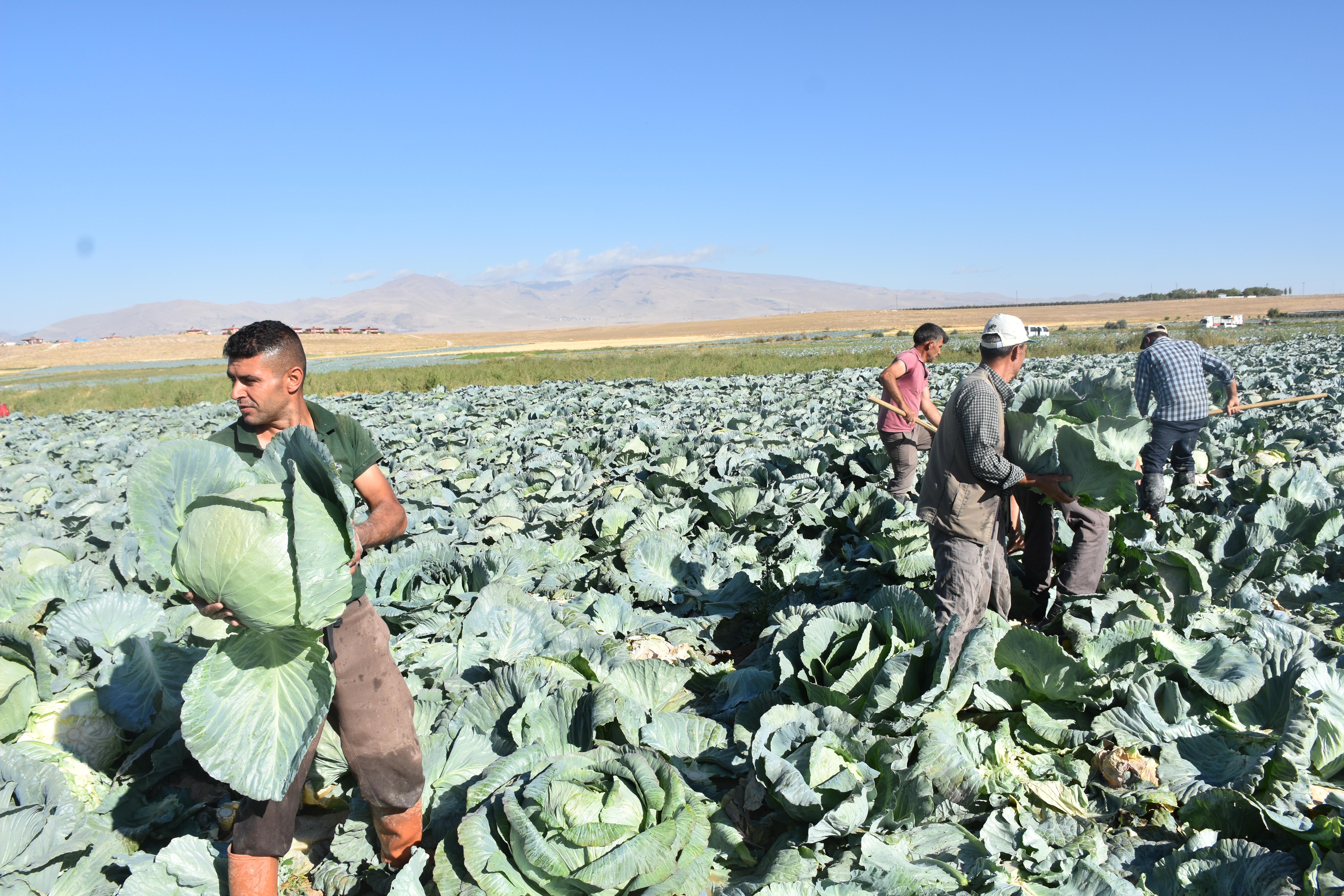 Türkiye’nin lahana üretiminin yüzde 20’sini karşılayan Niğde’de hasat zamanı - Görsel 3