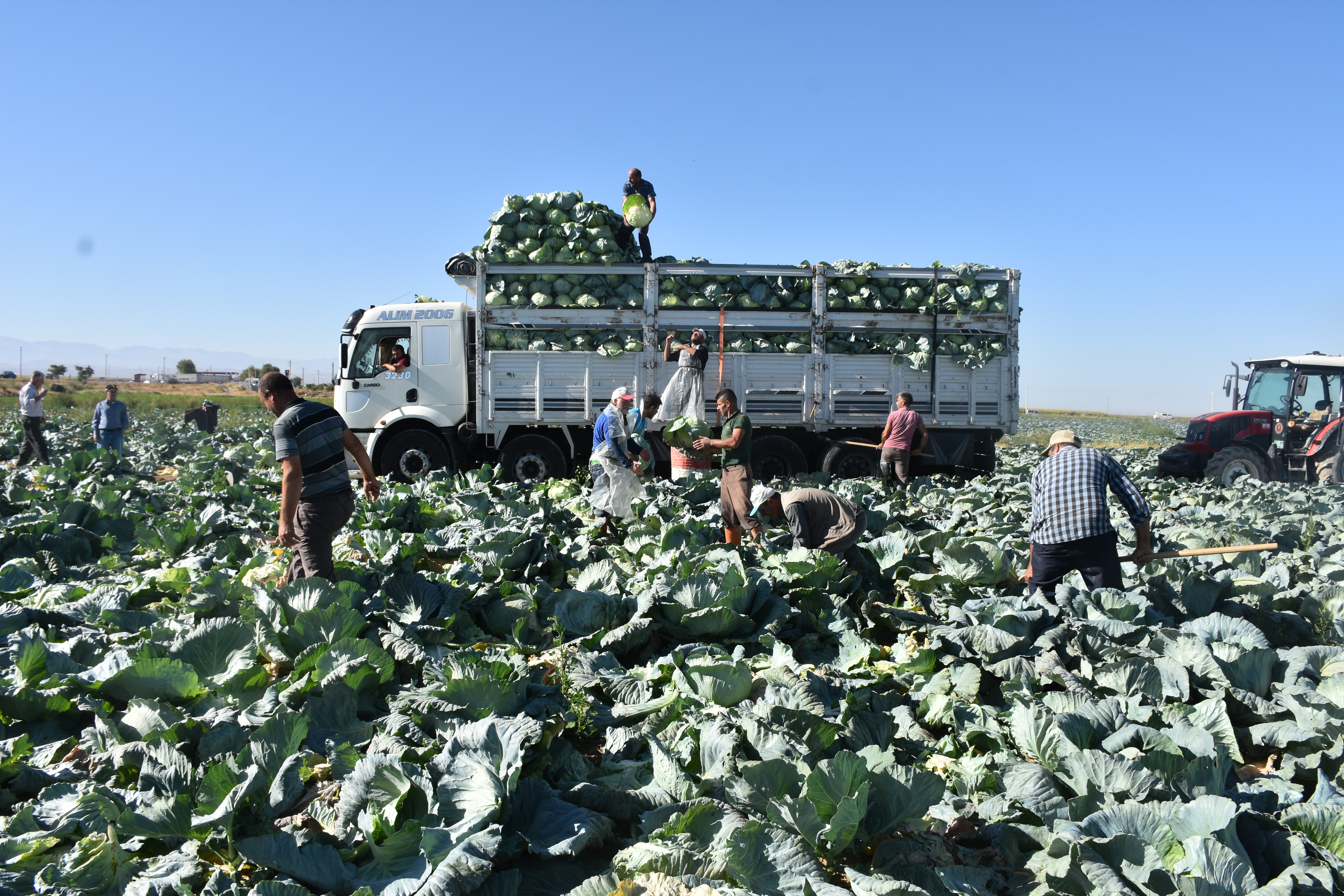 Türkiye’nin lahana üretiminin yüzde 20’sini karşılayan Niğde’de hasat zamanı - Görsel 4