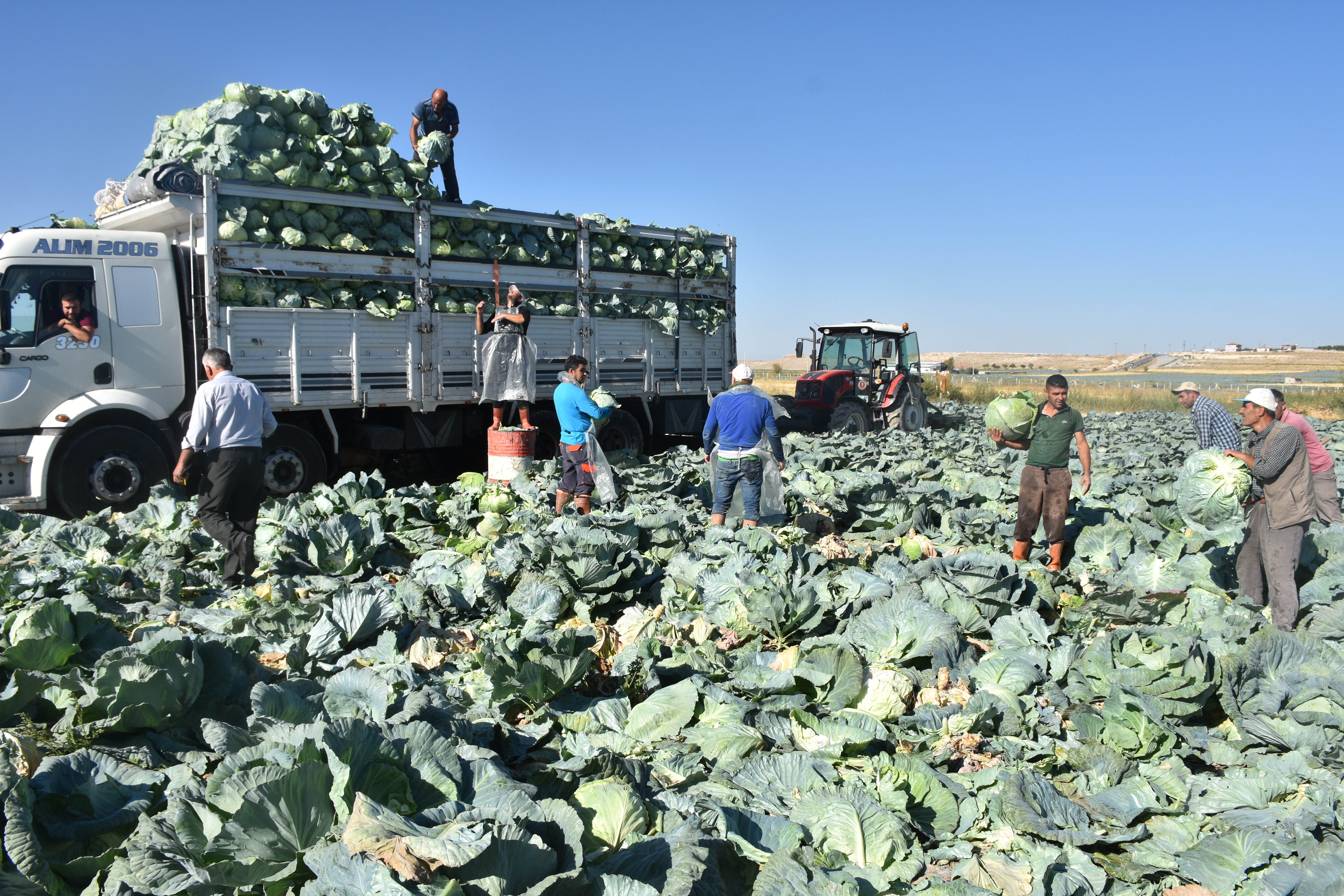 Türkiye’nin lahana üretiminin yüzde 20’sini karşılayan Niğde’de hasat zamanı - Görsel 5