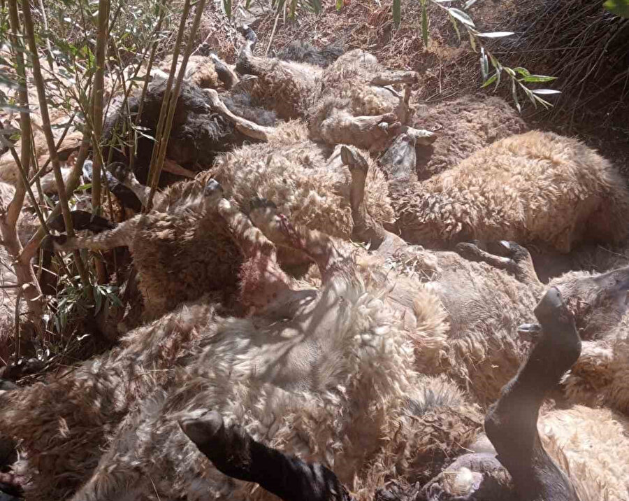Sürü içgüdüsü ölüm getirdi: Uçurumdan düşen koyunu takip eden 333 koyun telef oldu - Görsel 1