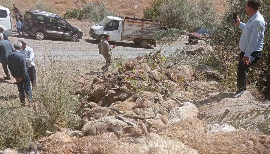 Sürü içgüdüsü ölüm getirdi: Uçurumdan düşen koyunu takip eden 333 koyun telef oldu - Görsel 2