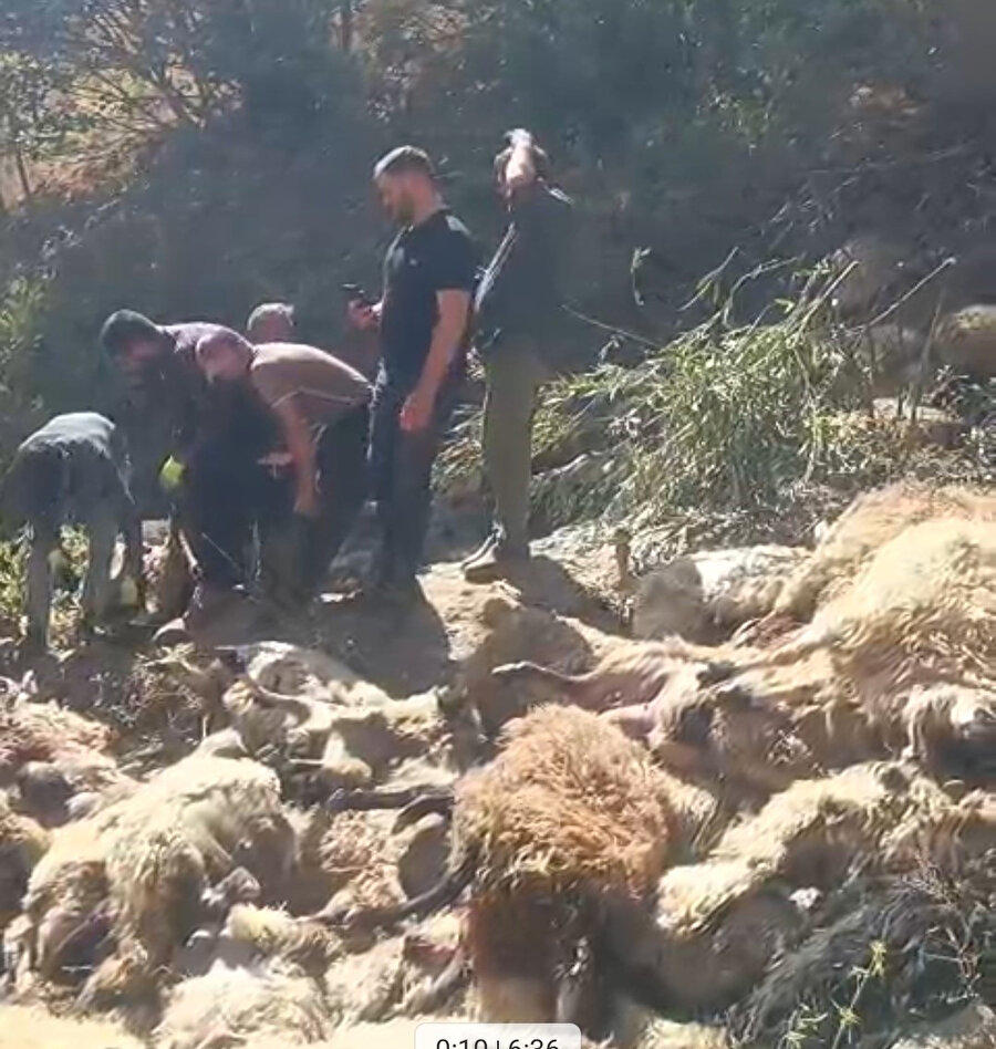 Sürü içgüdüsü ölüm getirdi: Uçurumdan düşen koyunu takip eden 333 koyun telef oldu - Görsel 3