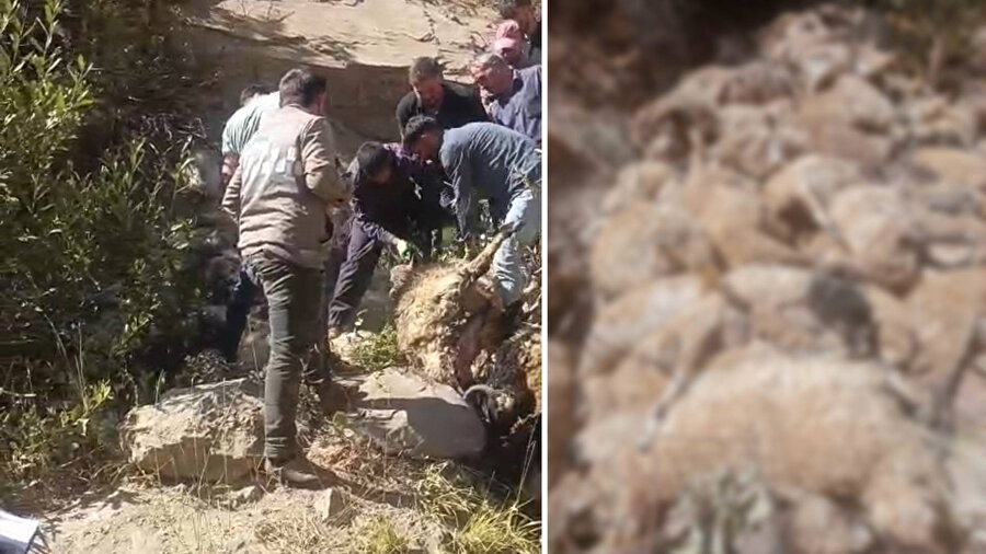 Sürü içgüdüsü ölüm getirdi: Uçurumdan düşen koyunu takip eden 333 koyun telef oldu - Görsel 4