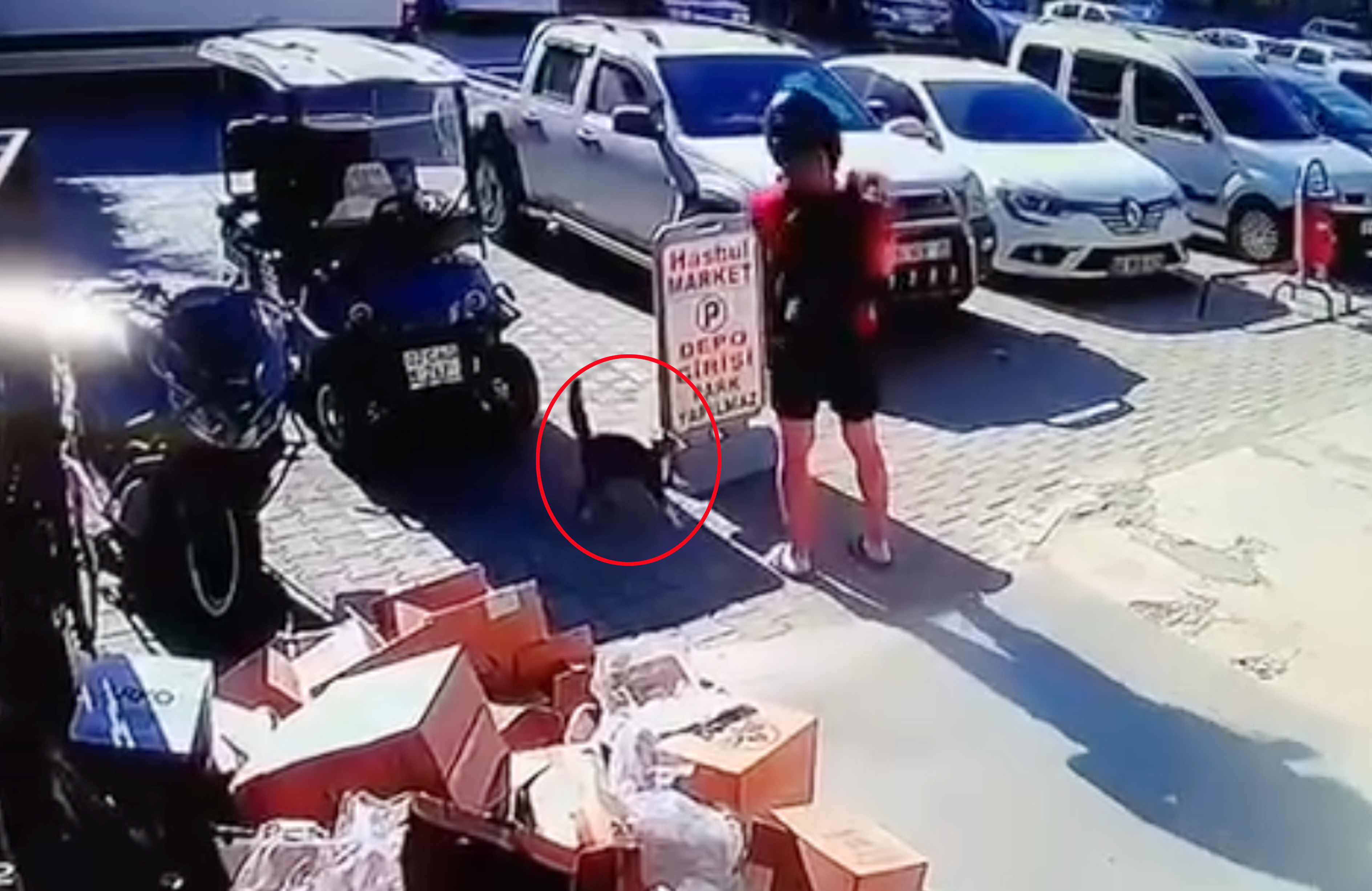 Antalya - Kediyi tekmeledi tutuklandı - Görsel 3