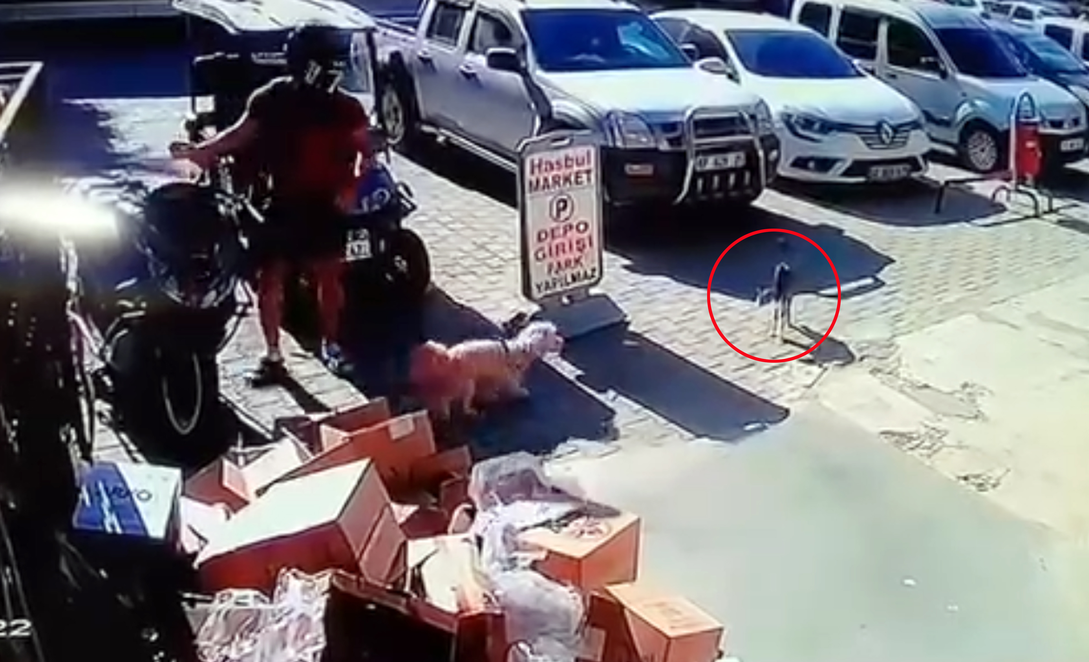 Antalya - Kediyi tekmeledi tutuklandı - Görsel 4