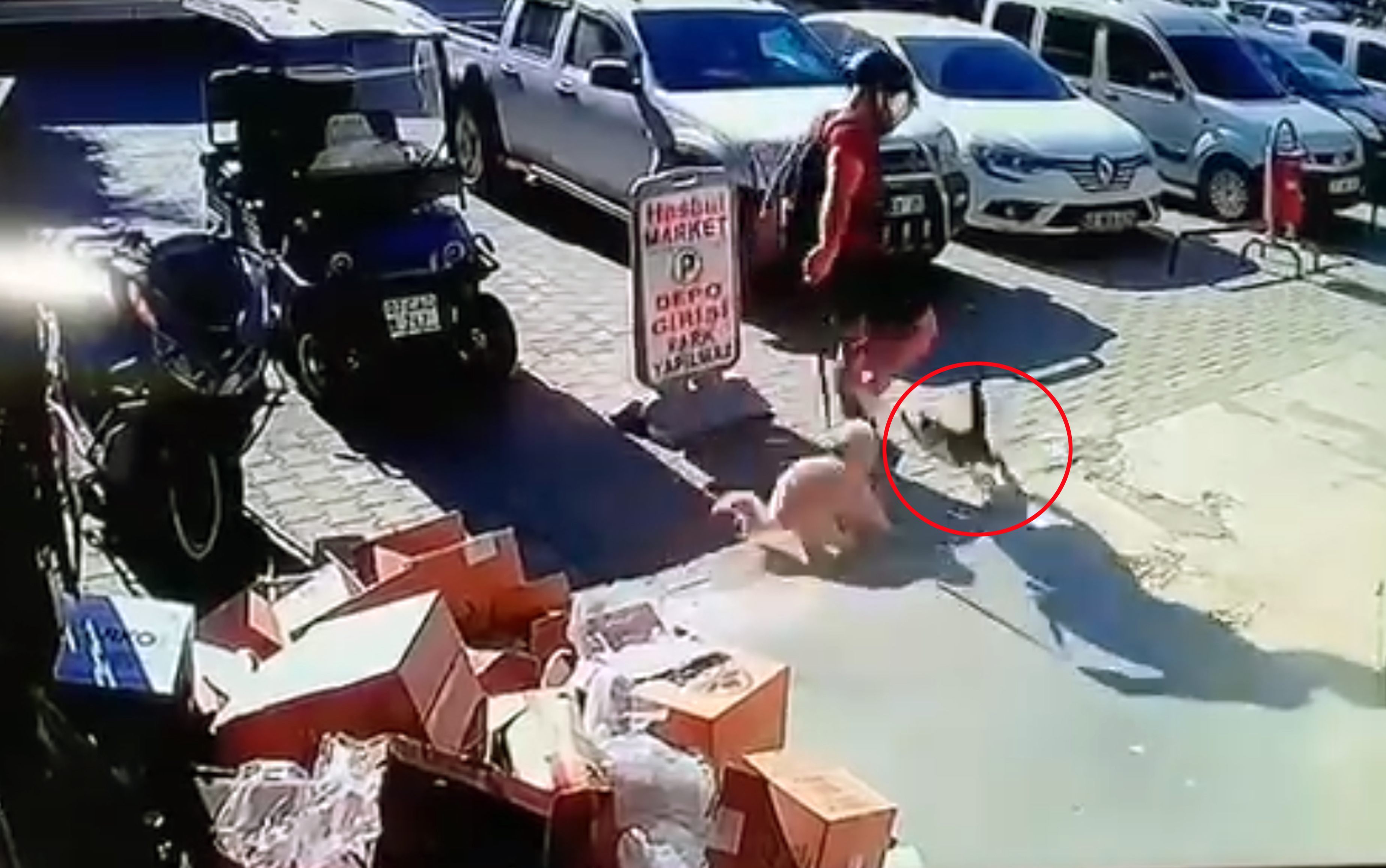 Antalya - Kediyi tekmeledi tutuklandı - Görsel 5