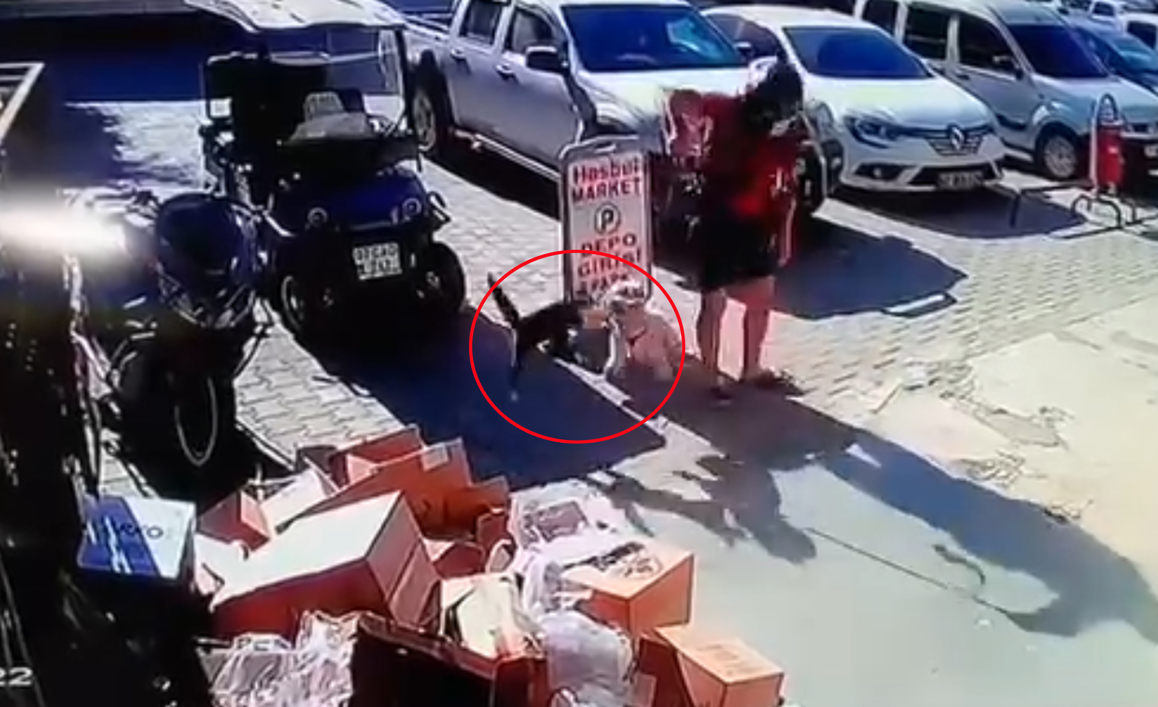 Antalya - Kediyi tekmeledi tutuklandı - Görsel 6