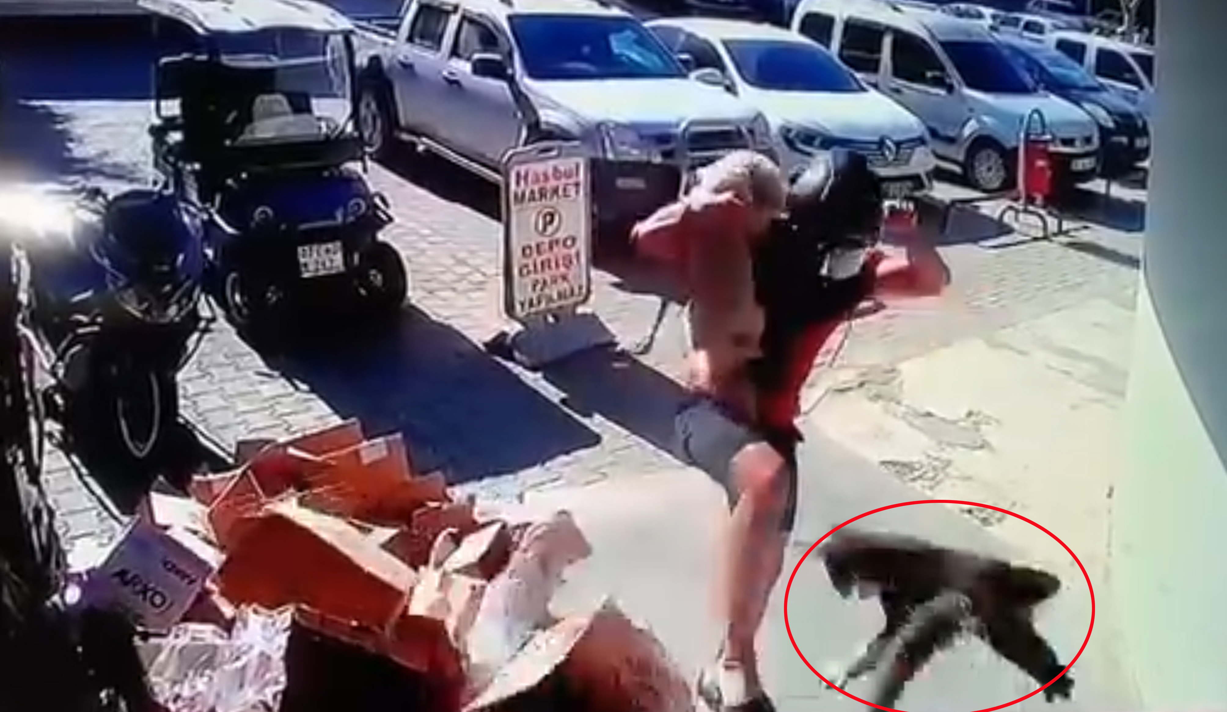 Antalya - Kediyi tekmeledi tutuklandı - Görsel 8