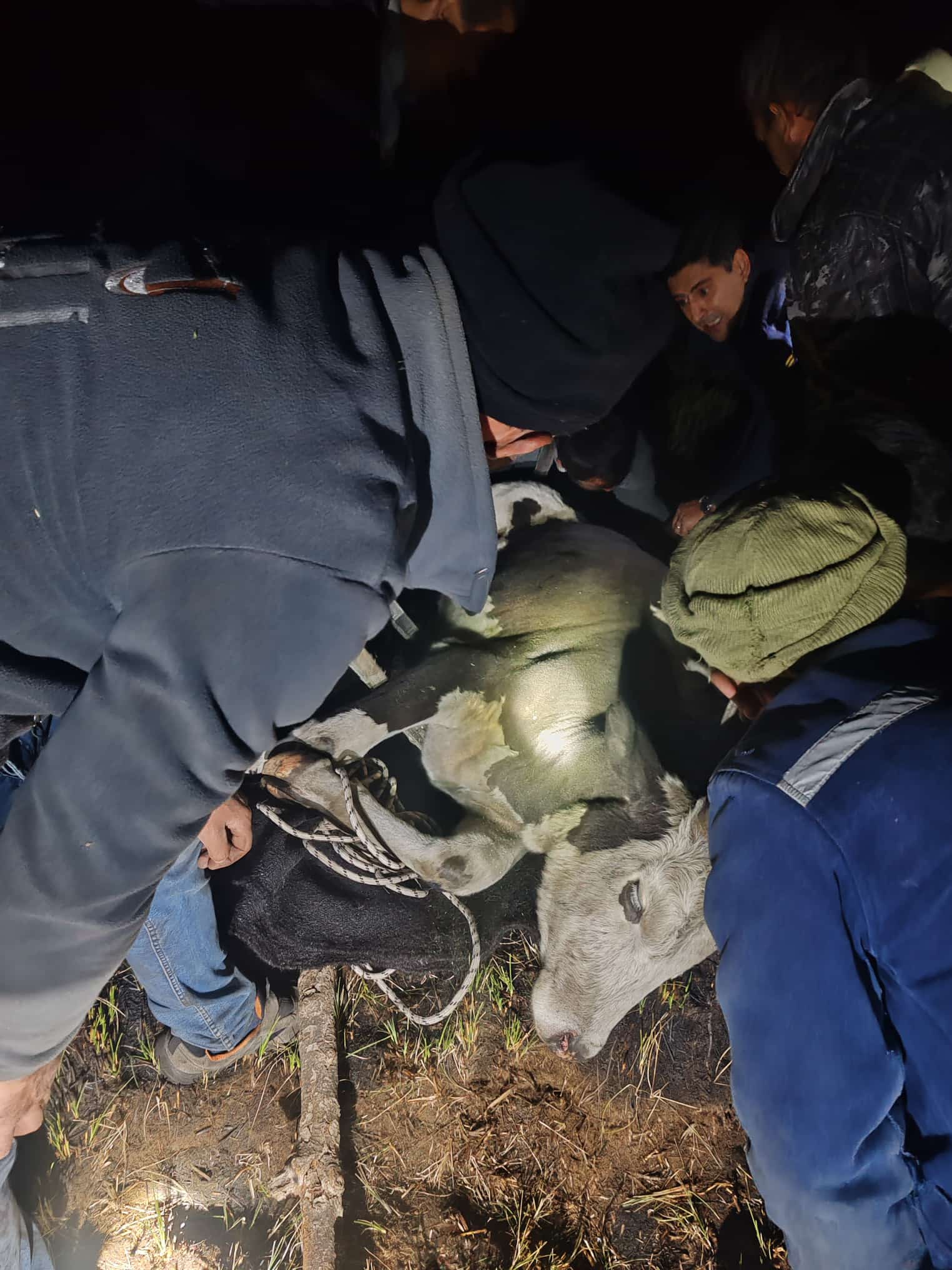 Seydişehir'de Bataklığa Saplanan Dana, İtfaiyenin 5 Saatlik Zorlu Mücadelesi Sonucu Kurtarıldı - Görsel 2