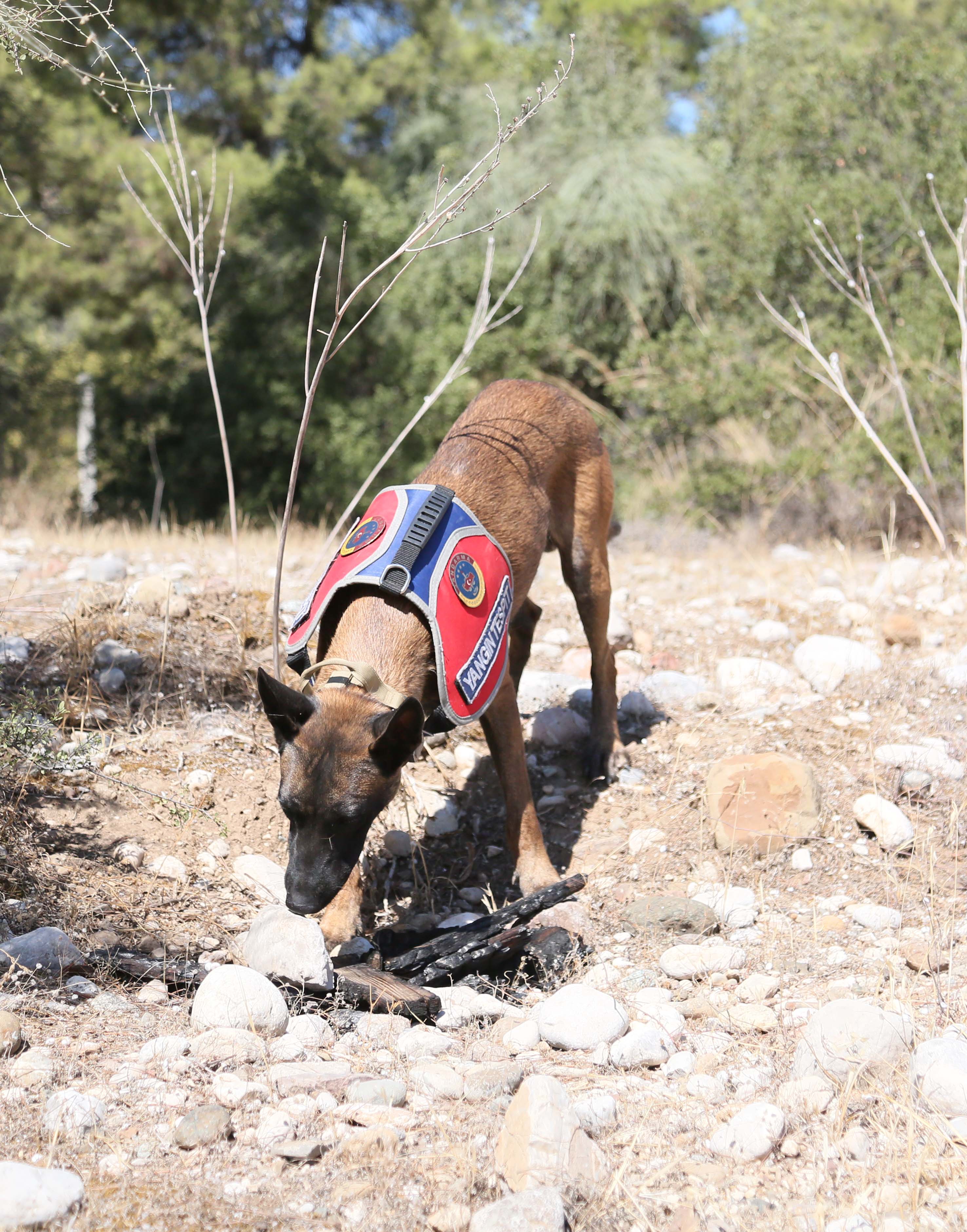 Jandarma köpeği 'Hane', orman yangınlarında kundaklama tespitinde görev yapıyor - Görsel 1