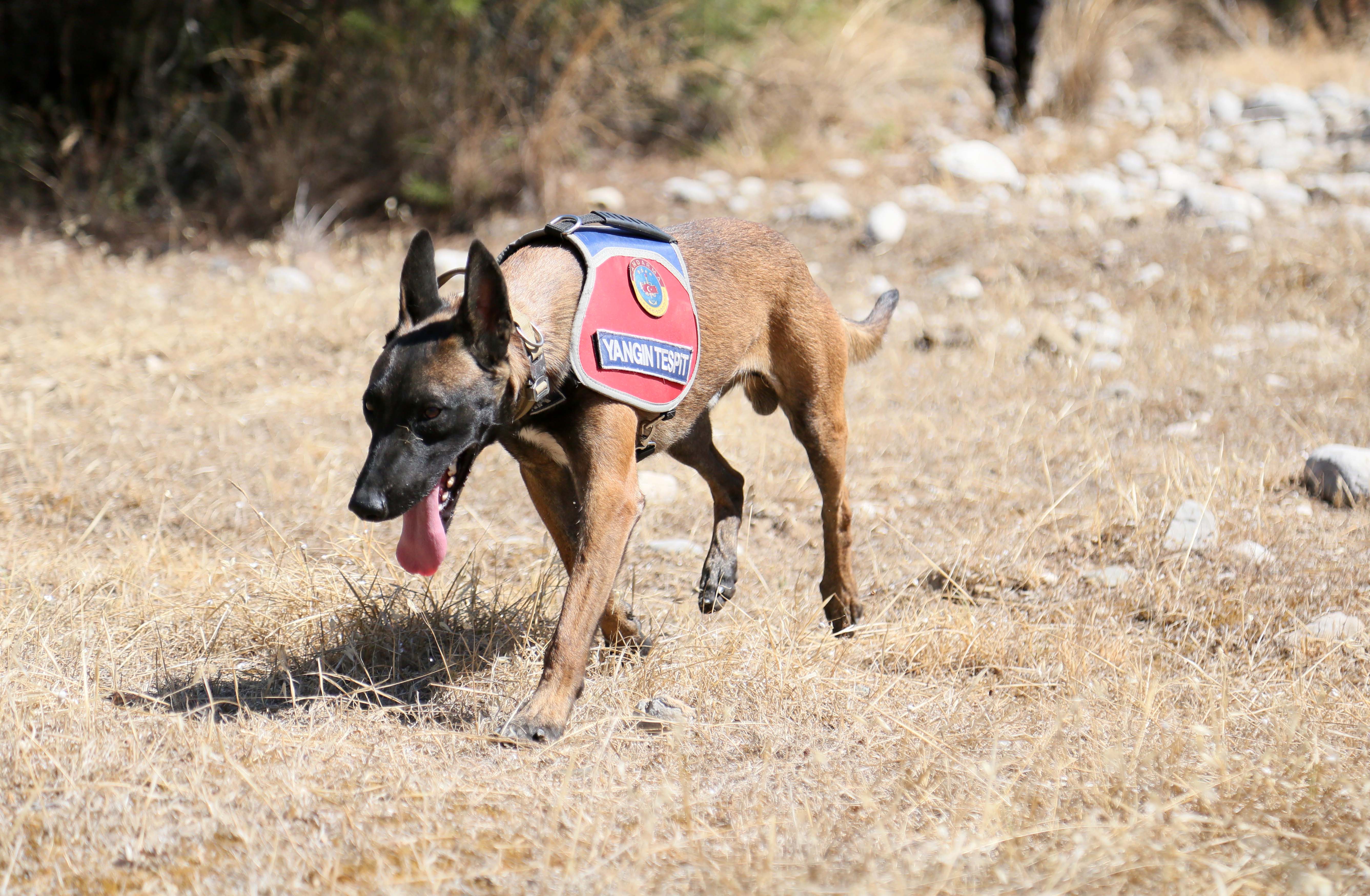 Jandarma köpeği 'Hane', orman yangınlarında kundaklama tespitinde görev yapıyor - Görsel 2
