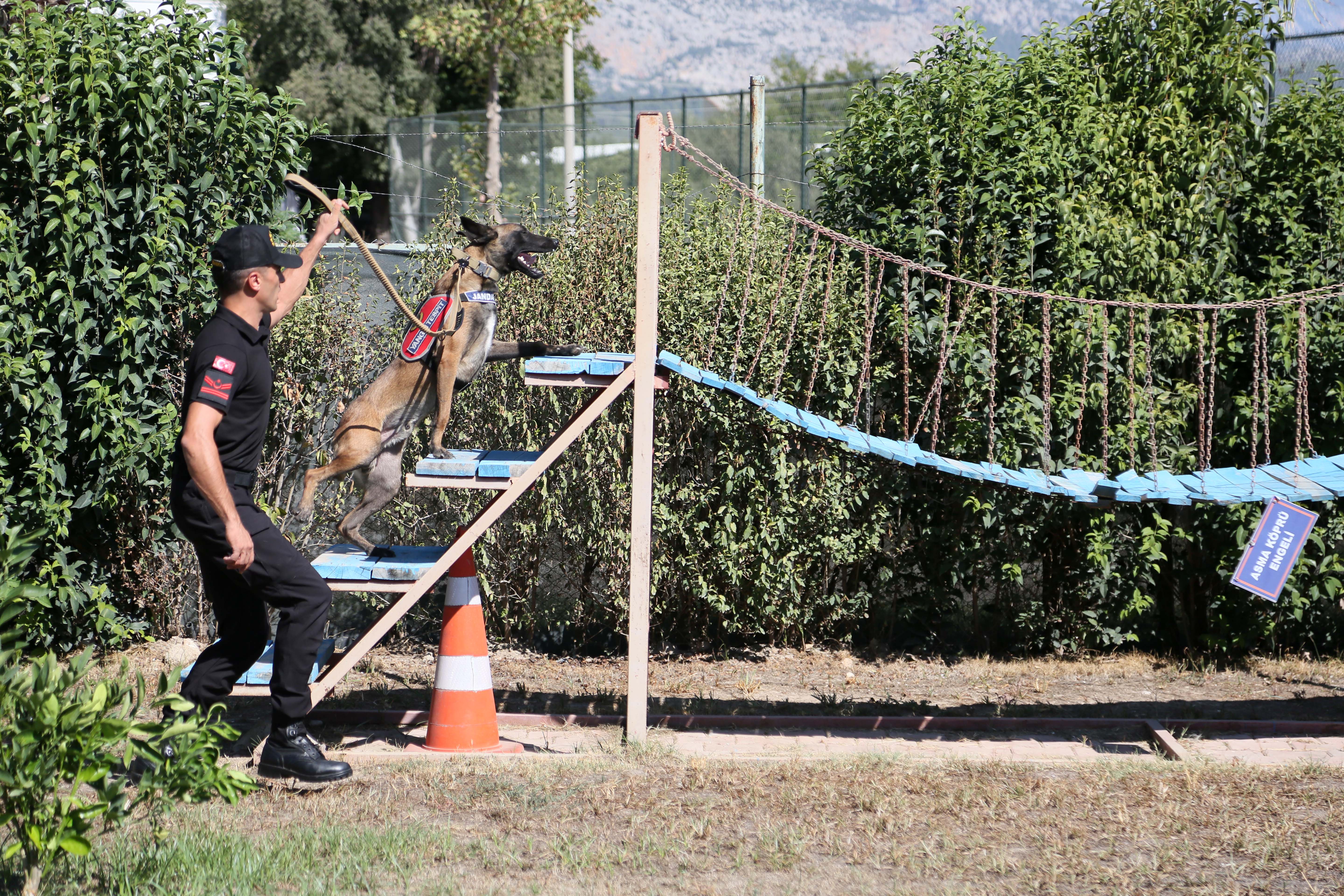 Jandarma köpeği 'Hane', orman yangınlarında kundaklama tespitinde görev yapıyor - Görsel 6