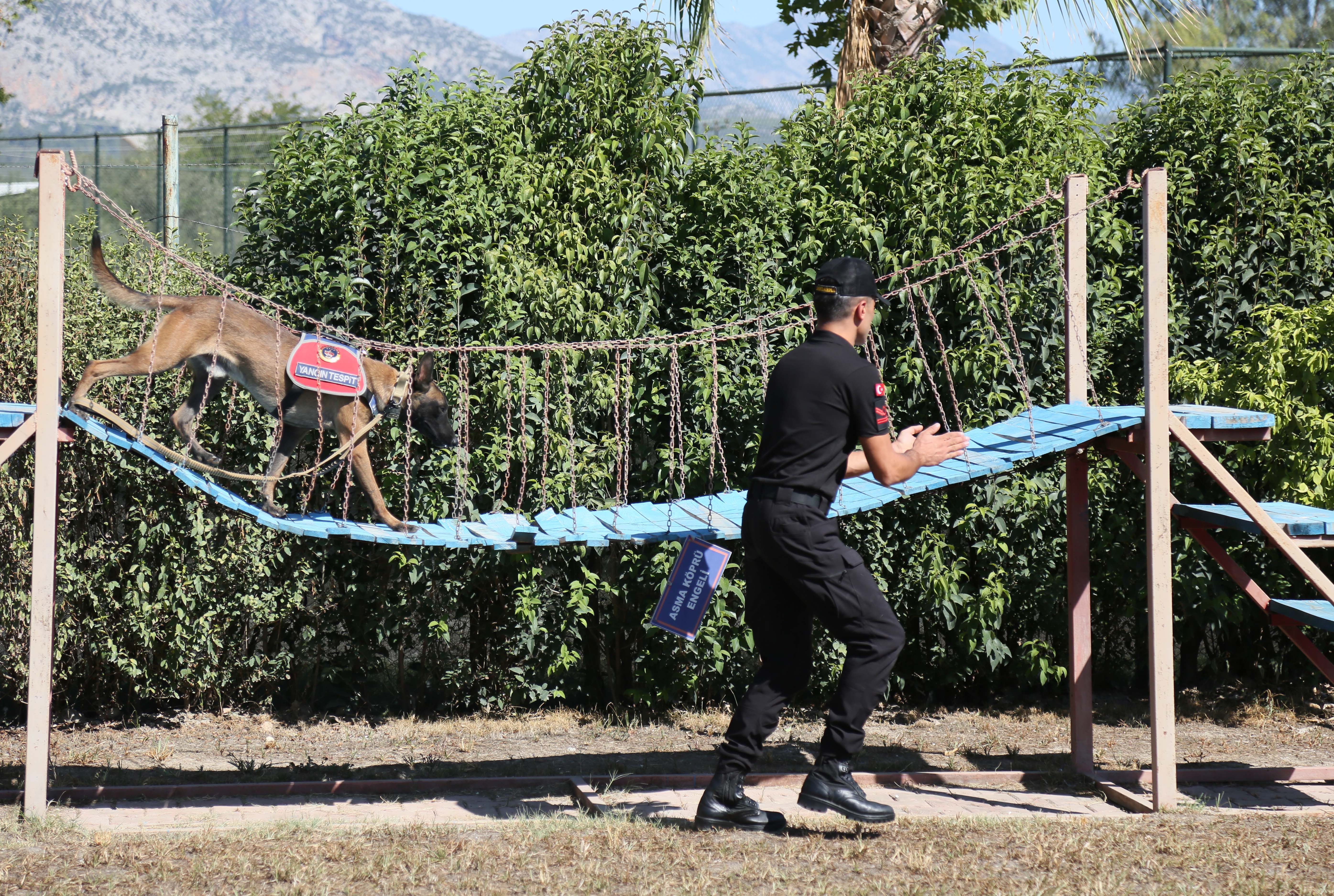 Jandarma köpeği 'Hane', orman yangınlarında kundaklama tespitinde görev yapıyor - Görsel 7