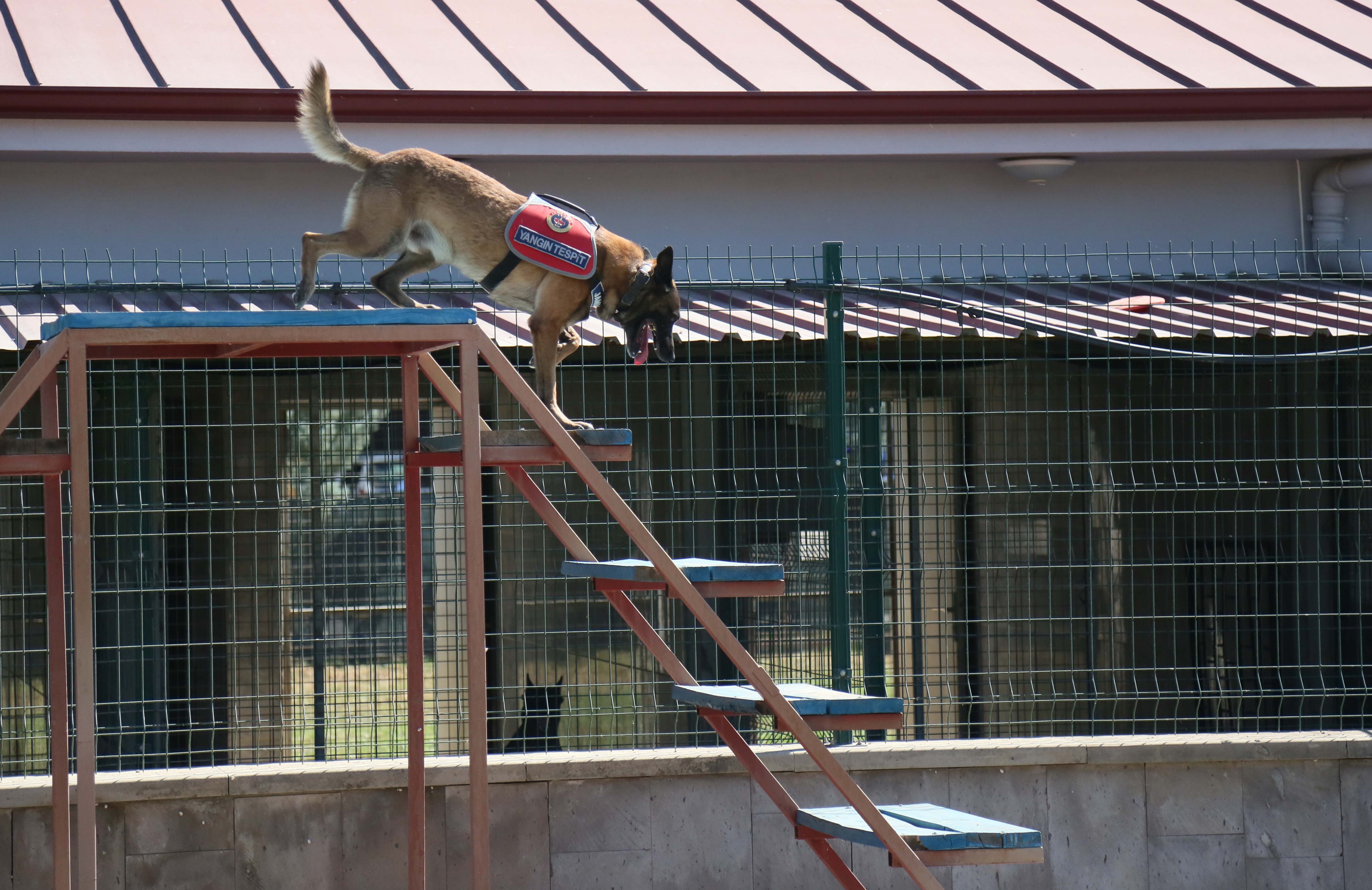 Jandarma köpeği 'Hane', orman yangınlarında kundaklama tespitinde görev yapıyor - Görsel 8
