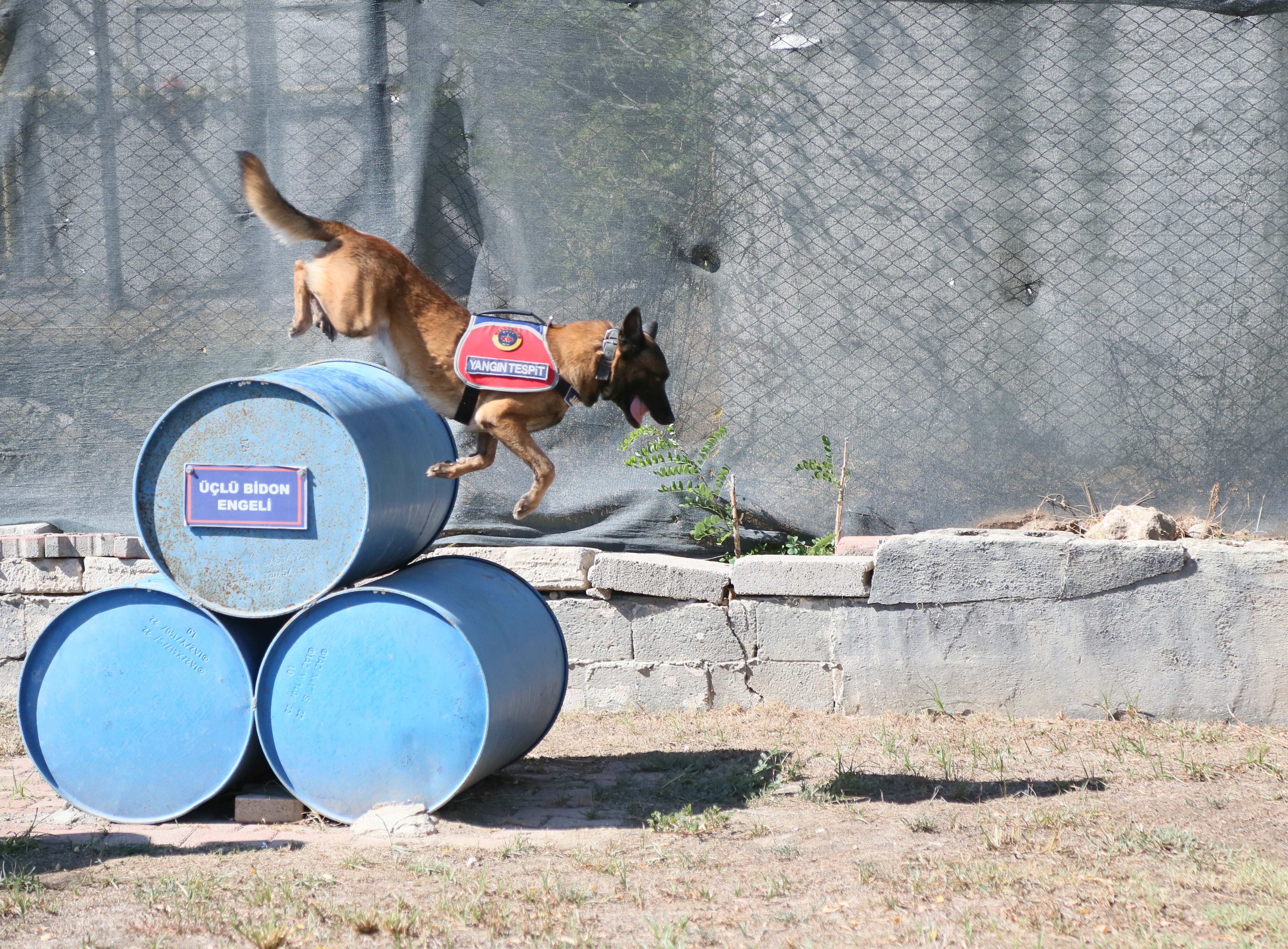 Jandarma köpeği 'Hane', orman yangınlarında kundaklama tespitinde görev yapıyor - Görsel 9