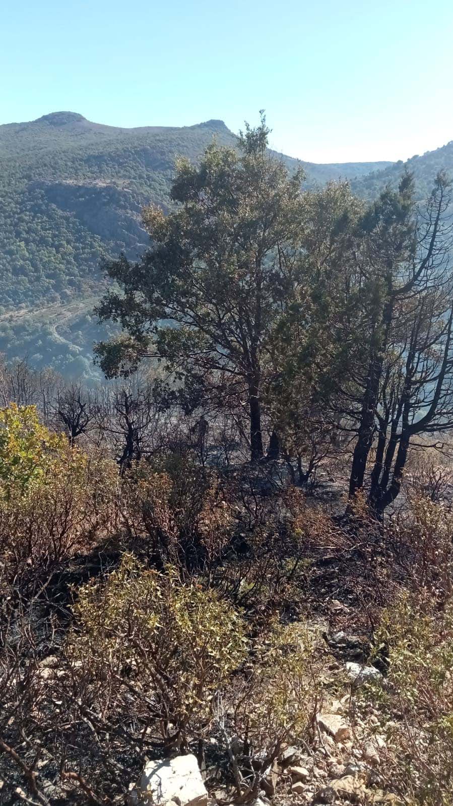 Konya'da orman yangını kısa sürede söndürüldü - Görsel 6