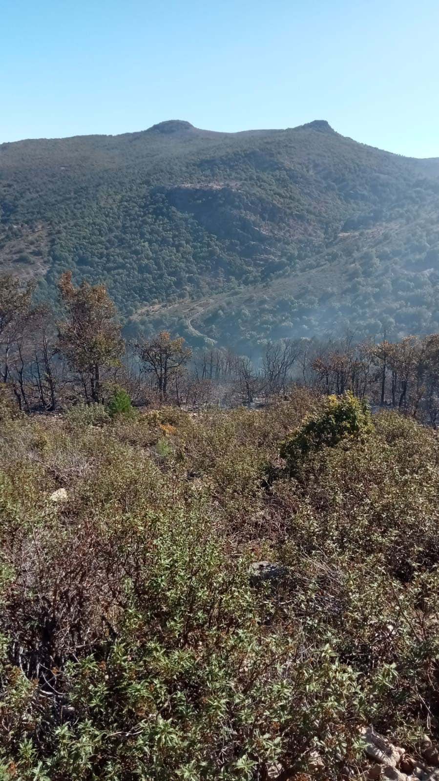 Konya'da orman yangını kısa sürede söndürüldü - Görsel 8