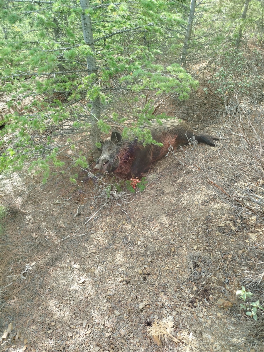 Konya'nın Hüyük ilçesinde  sürek   avında   40 domuz avlandı - Görsel 2